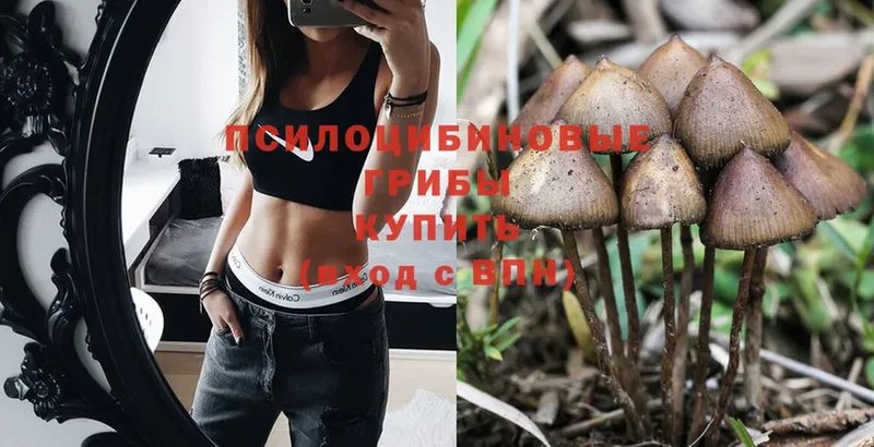 Галлюциногенные грибы Psilocybe Ардон